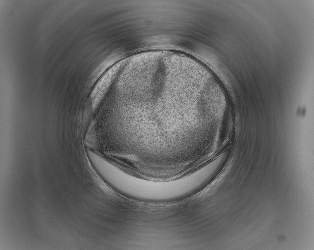 X0000096631289200802261156