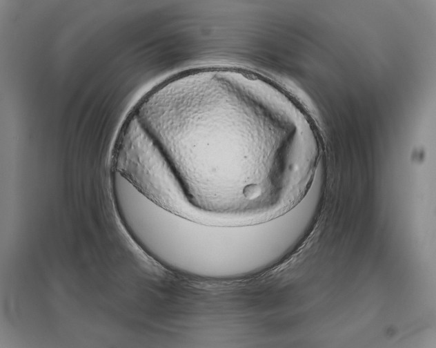 X0000096631380200802261154
