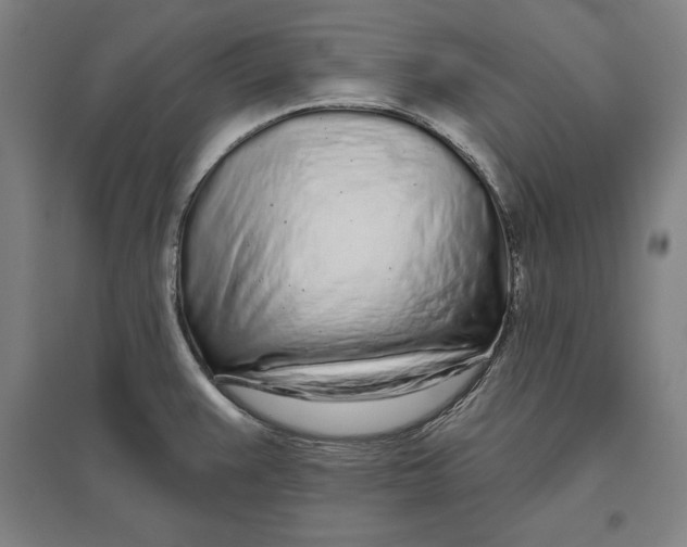 X0000096631383200802261154
