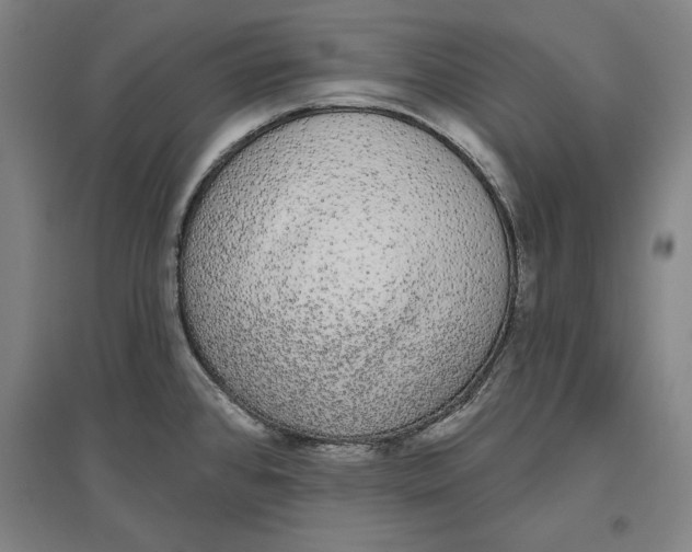 X0000096631384200802261154