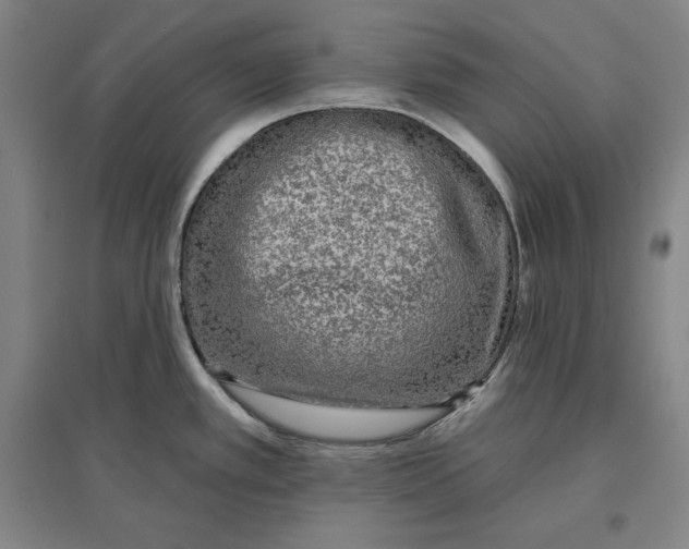 X0000096631389200802261154