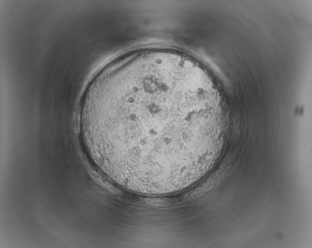 X0000096631413200802261154
