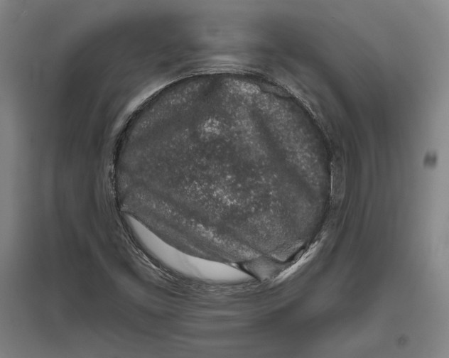 X0000096631453200802261153