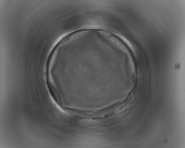 X0000096631468200802261153