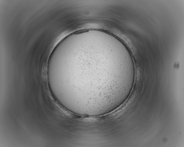 X0000096631473200802261153