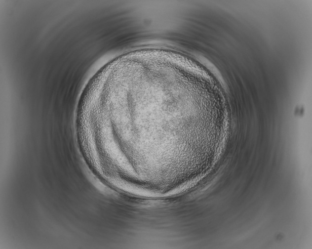 X0000096631482200802261153