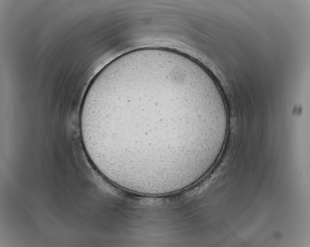 X0000096631521200802261153