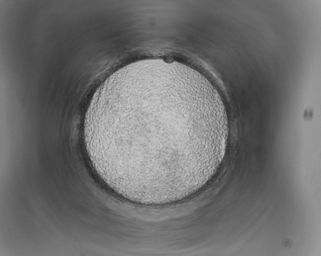 X0000096630018200803041114