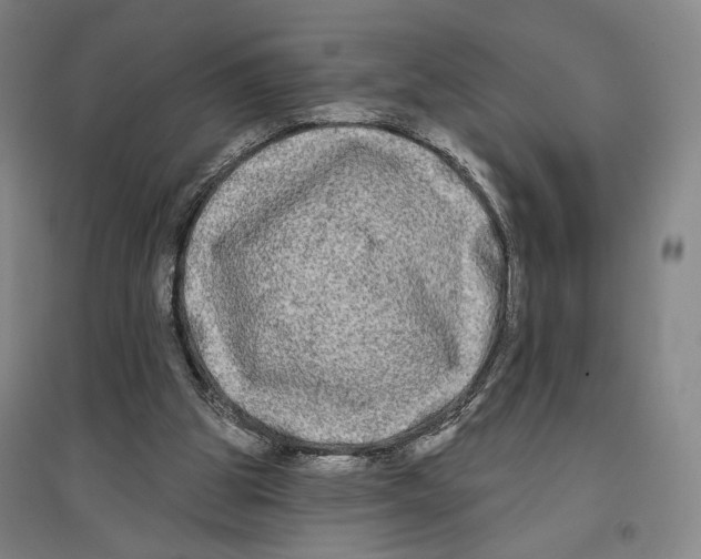 X0000096630153200803041111