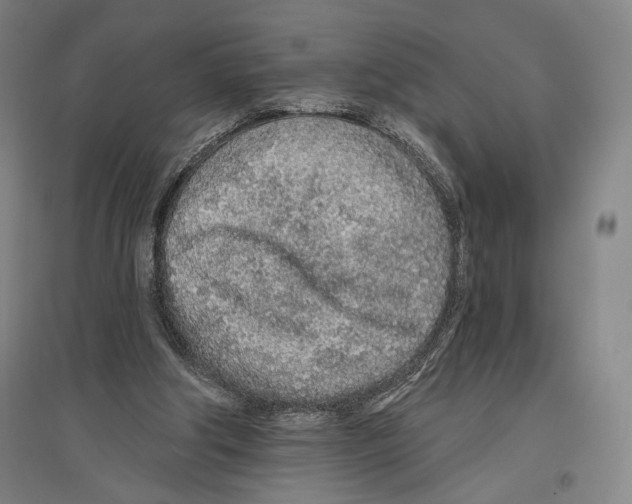 X0000096630202200803041111