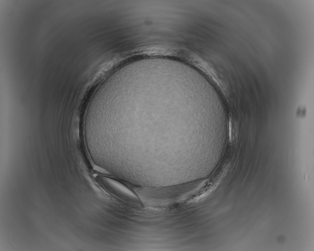 X0000096630205200803041111