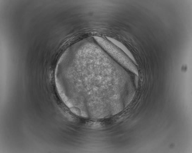 X0000096630276200803041110