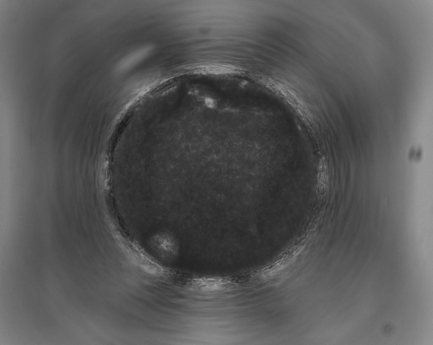 X0000096630351200803041109