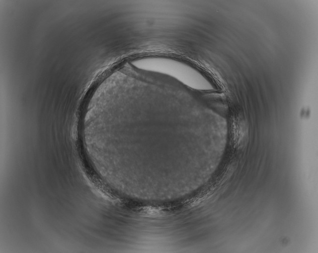 X0000096630496200803041107
