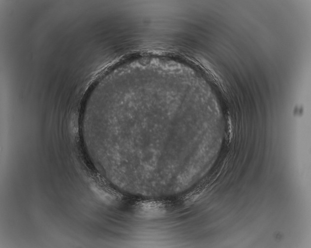 X0000096630500200803041107