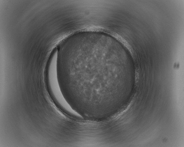 X0000096630581200803041106