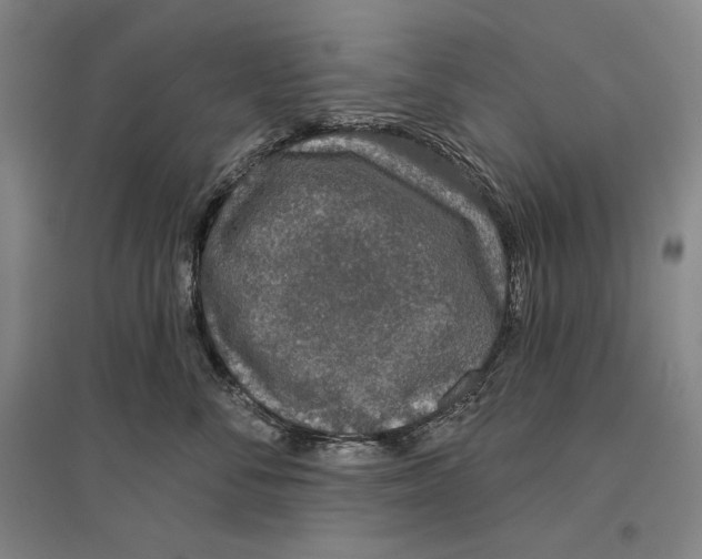 X0000096630716200803041104