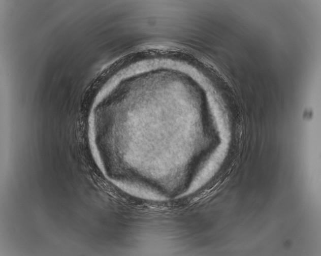 X0000096630822200803041102
