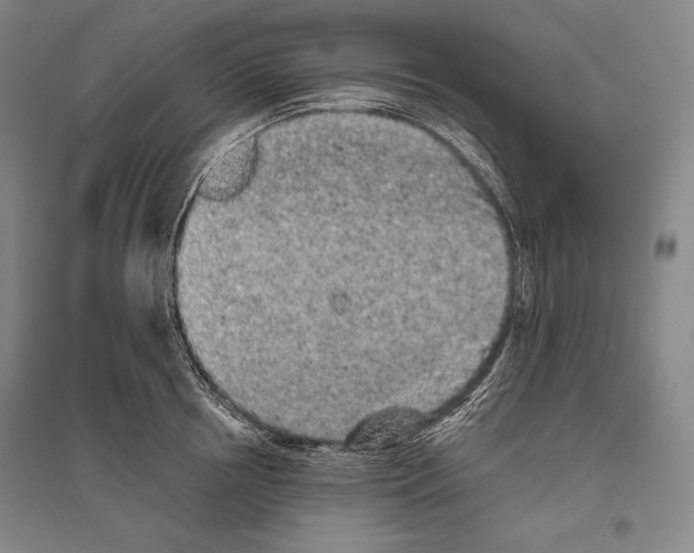 X0000096630850200803041102