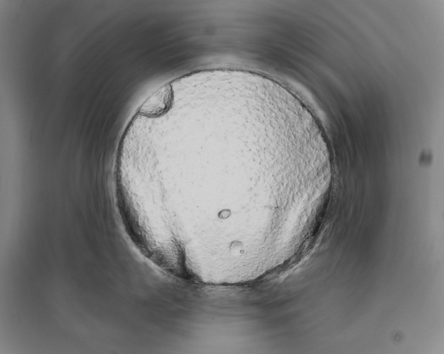 X0000096630863200803041103