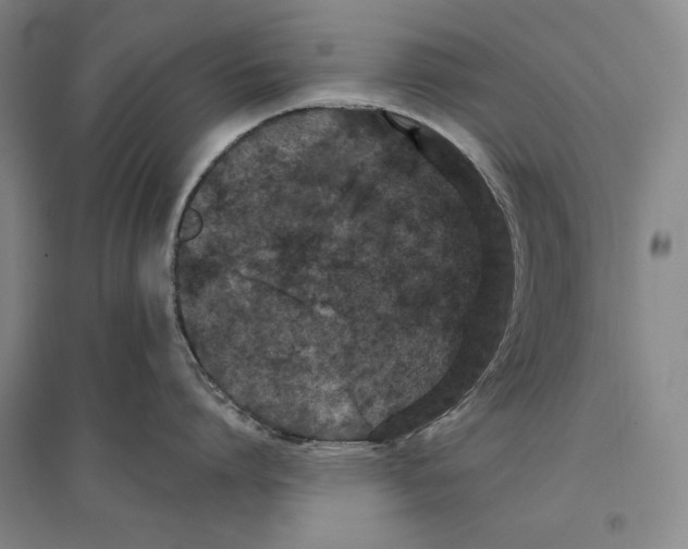 X0000096630864200803041103