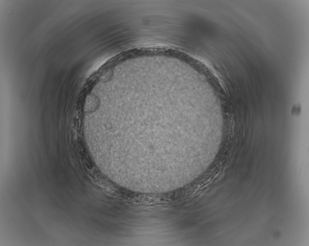 X0000096630871200803041102