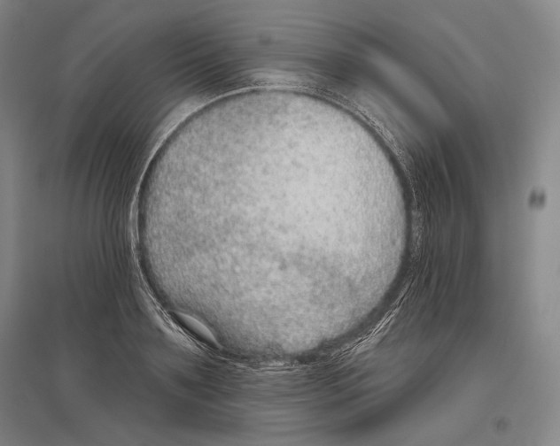 X0000096630891200803041102