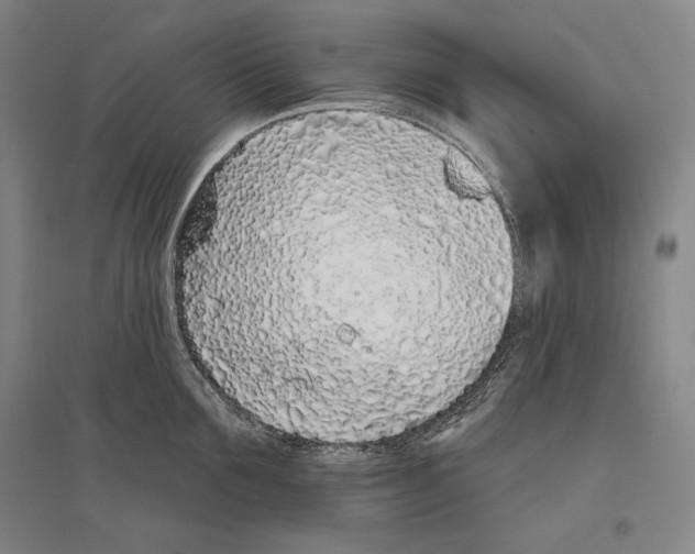 X0000096630907200803041101