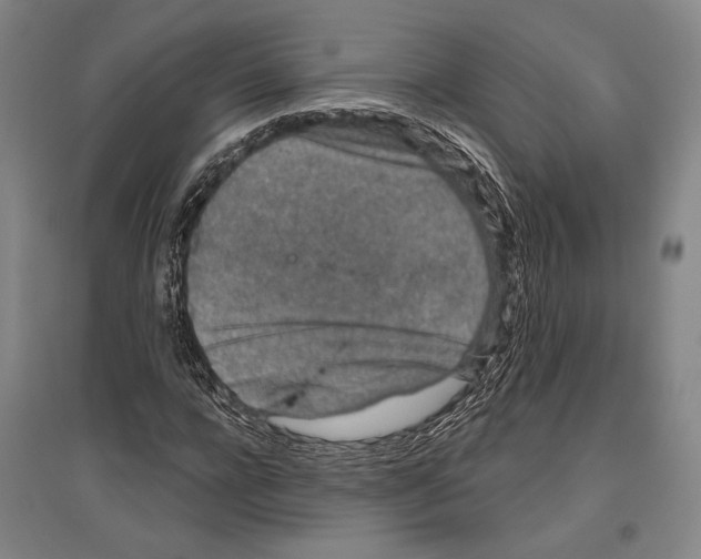 X0000096630920200803041101