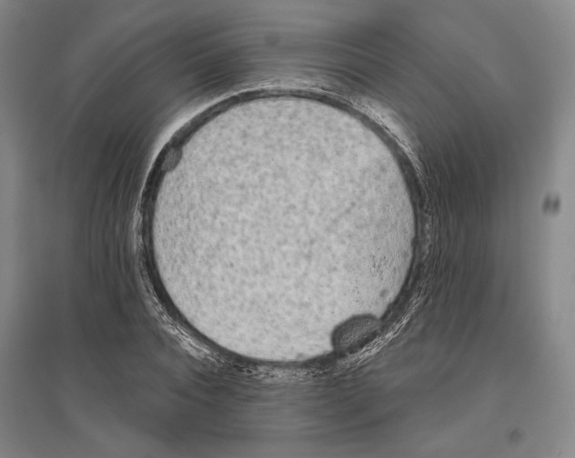 X0000096630928200803041101
