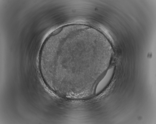 X0000096630944200803041101
