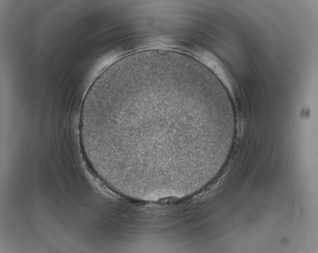 X0000096630954200803041101