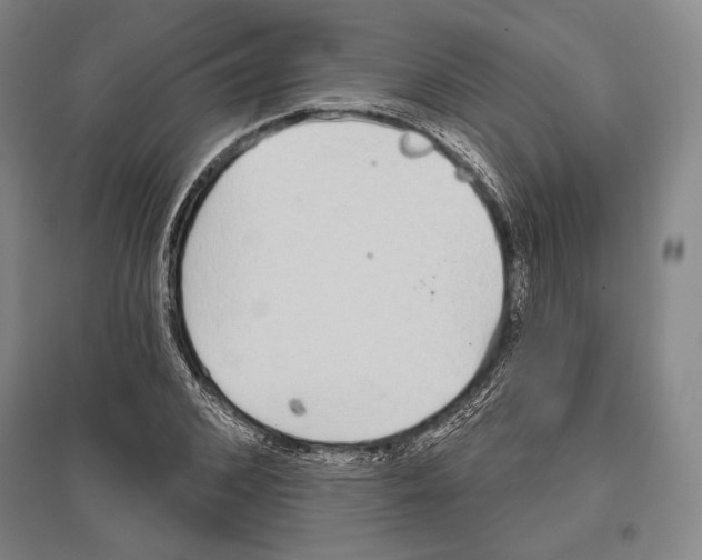 X0000096630976200803041100