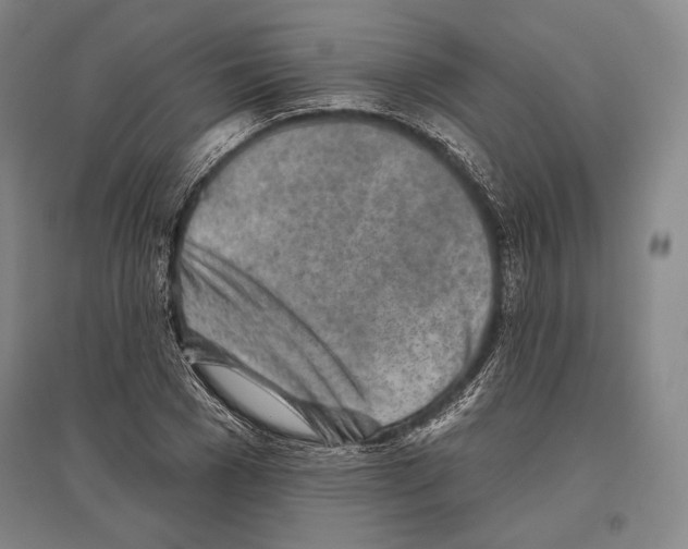 X0000096630977200803041100