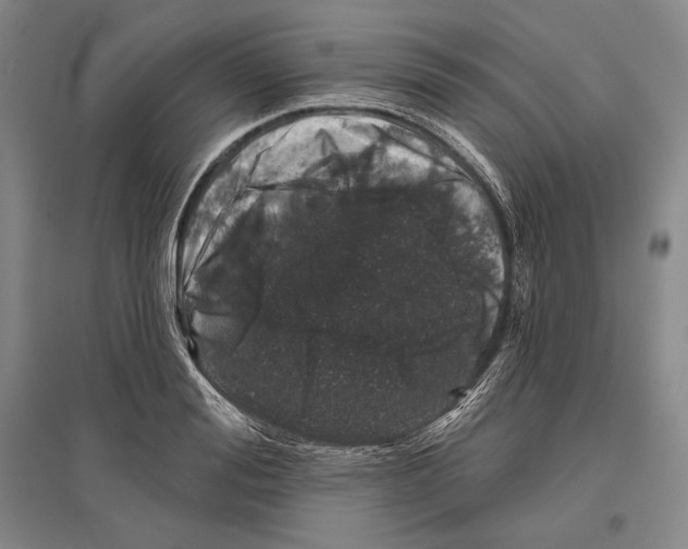 X0000096630988200803041100