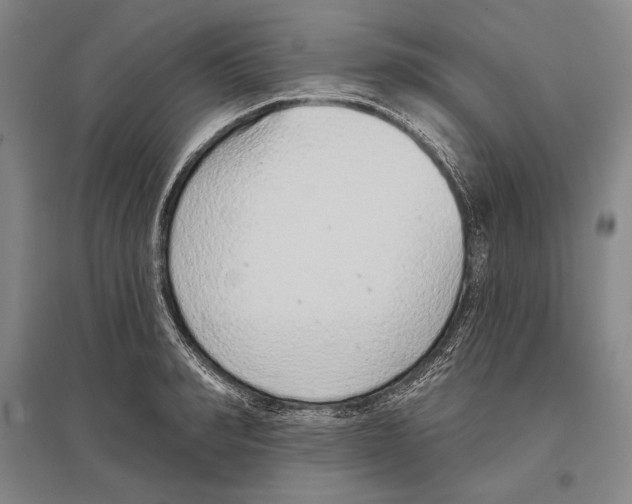 X0000096630990200803041100