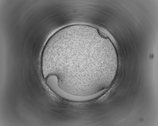 X0000096631004200803041100