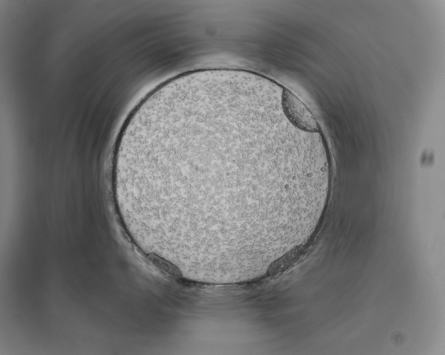 X0000096631008200803041100
