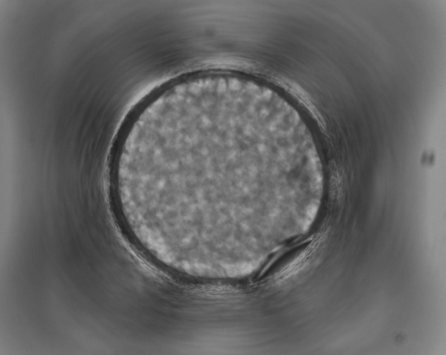 X0000096631024200803041059