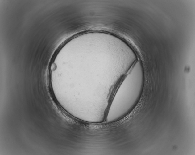 X0000096631032200803041100