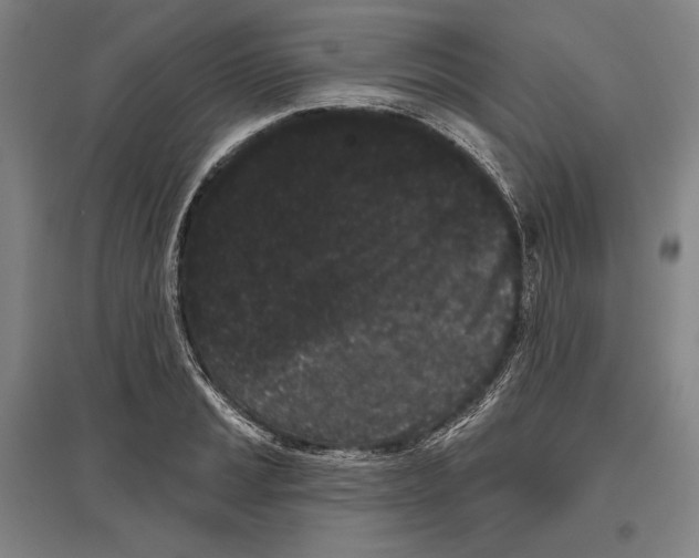 X0000096631037200803041100
