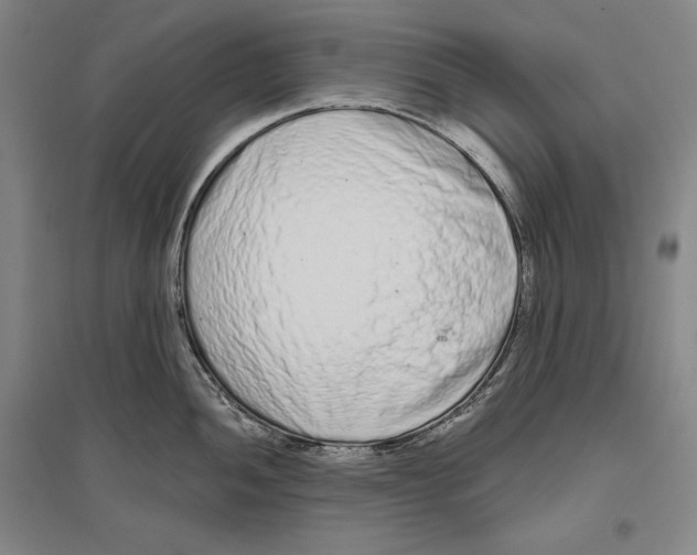 X0000096631052200803041100