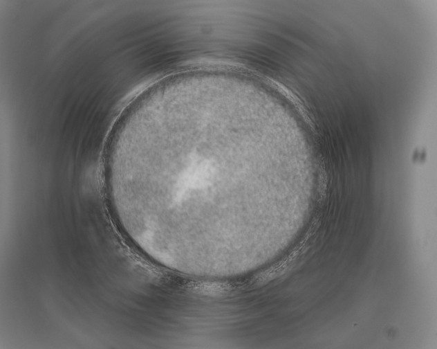X0000096631074200803041059