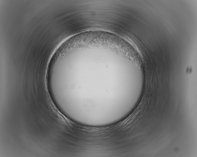 X0000096631076200803041059