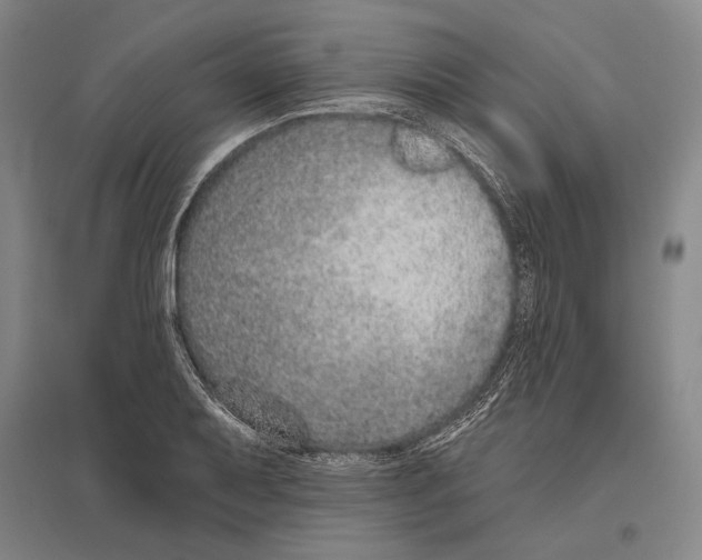 X0000096631079200803041059