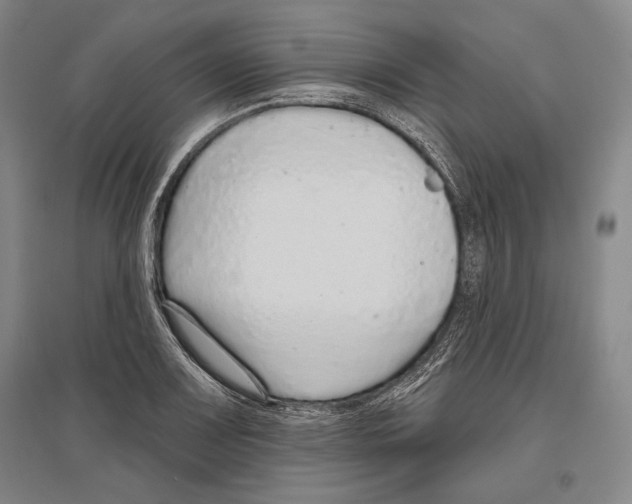 X0000096631083200803041059