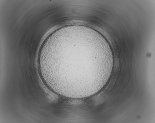 X0000096631090200803041059