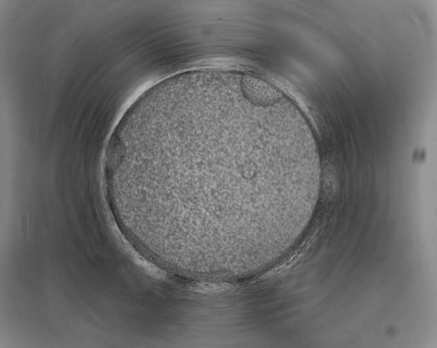 X0000096631091200803041059