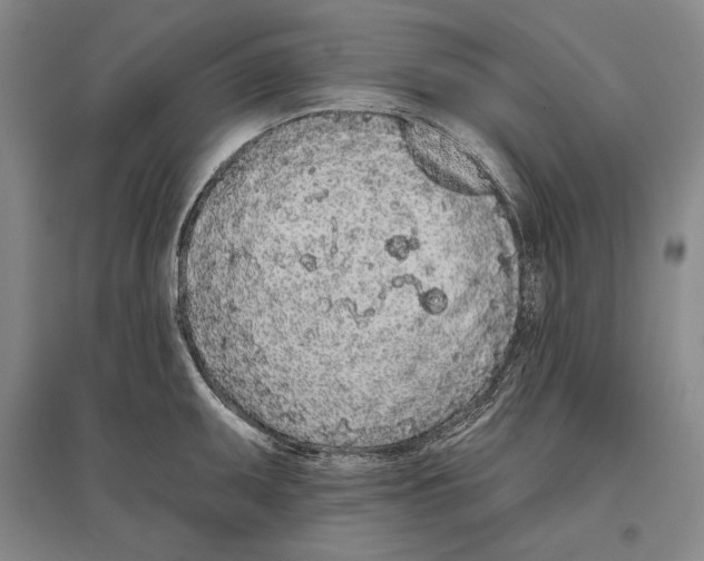 X0000096631095200803041059