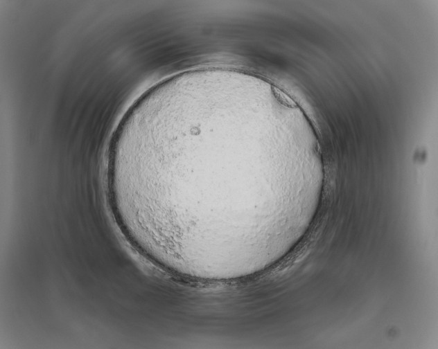 X0000096631099200803041059